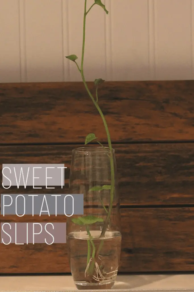 sweet potato slip in a glass of water on a counter