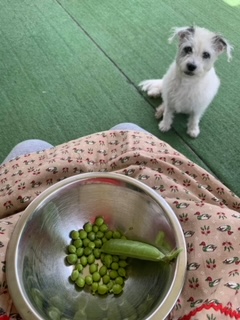 woman shelling peas and a dog watching 