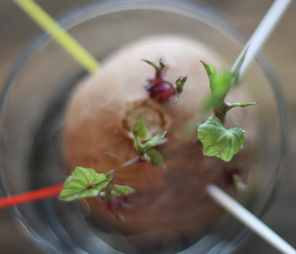 top of a sweet potato that is suspended in water and has begun to sprout slips