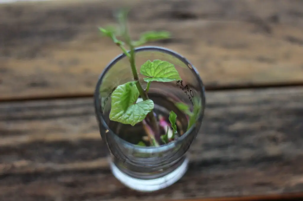 sweet potato plant in a glass of water