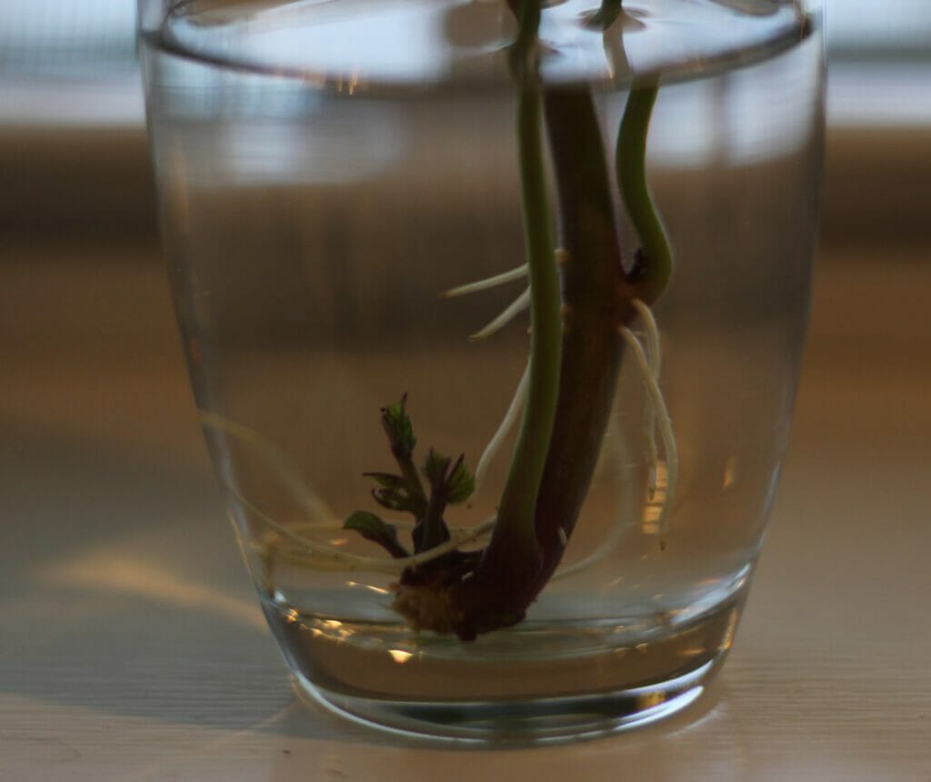 roots on a potato slip in a glass of water