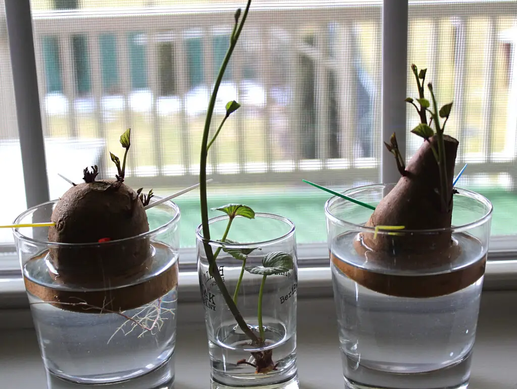 two halves of sweet potatoes suspended in water with toothpicks and one slip in water to root on a windowsill
