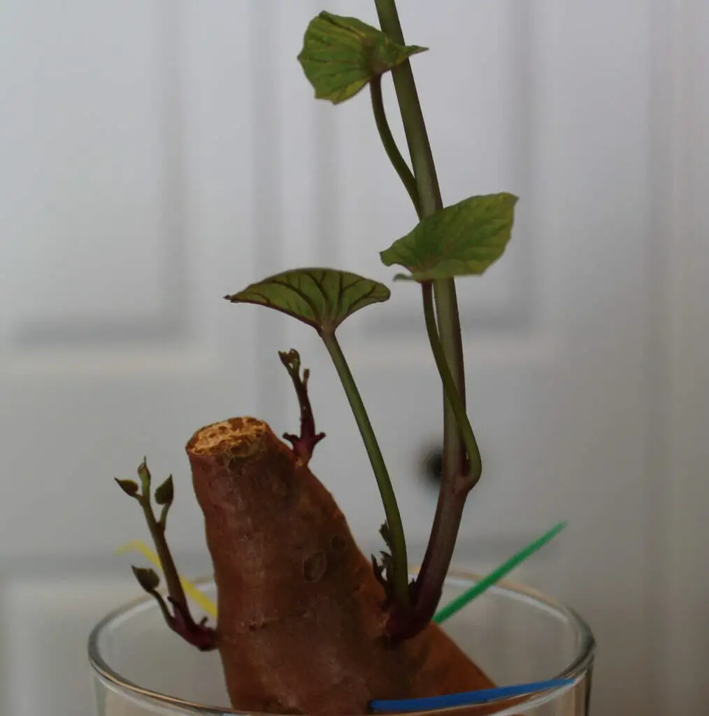 Slips growing from half of a sweet potato suspended in a glass of water