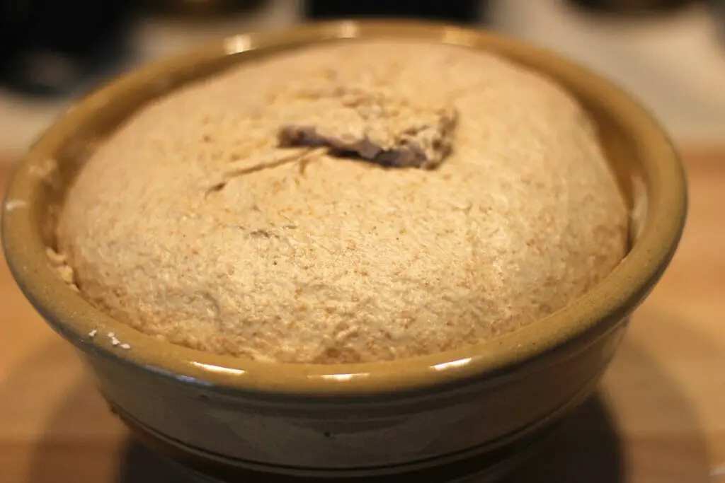 whole wheat sourdough rising in a bowl