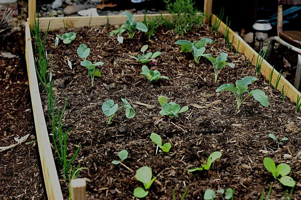 raised garden bed with cabbage and brussel sprouts planted