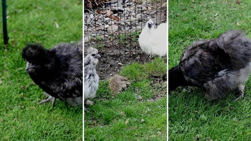 four silkie chickens on the homestead