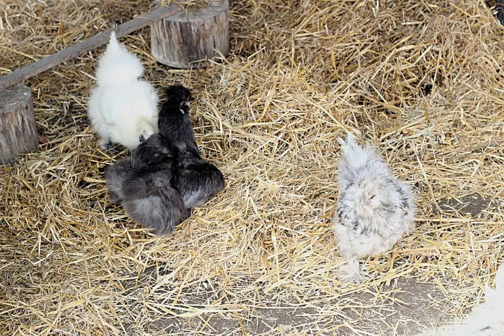 three silkie hens foraging in straw