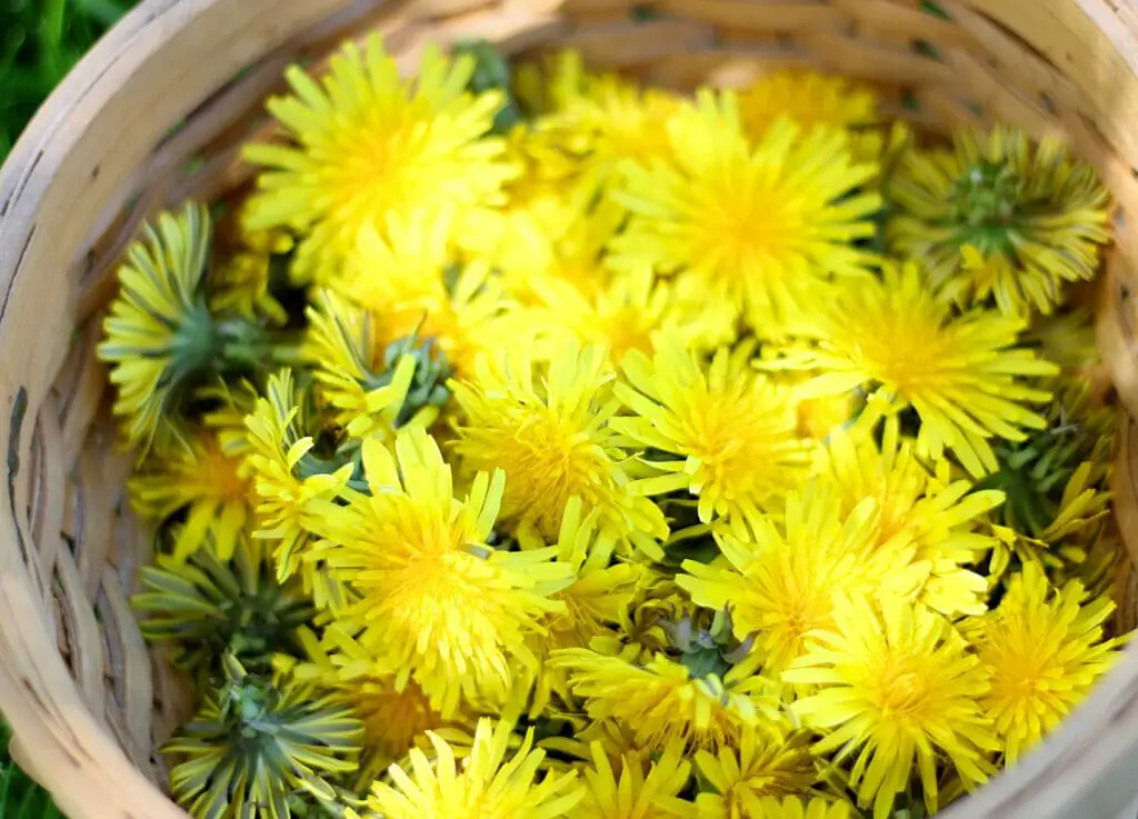 basket of dandelion flowers