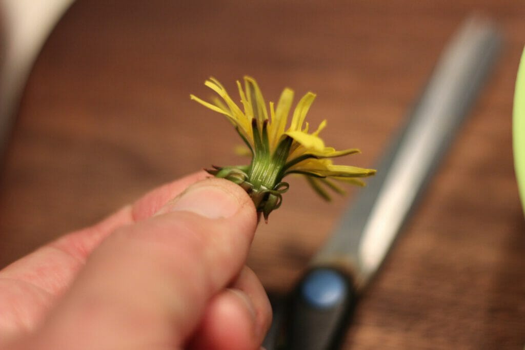 close up of dandelion flower showing to cut green bottom off
