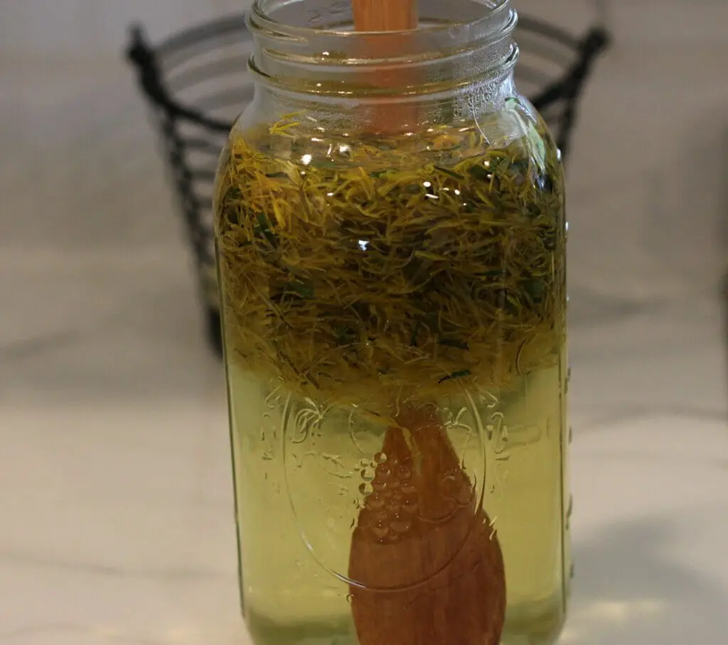 making dandelion tea with dandelion petals in a jar of boiling water