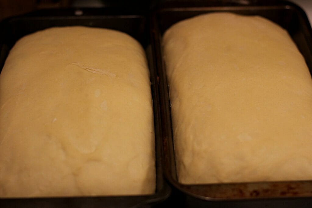 sourdough sandwich bread rising in loaf pans