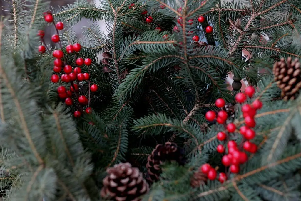 pine spruce branches, pinecones, and faux red berry picks