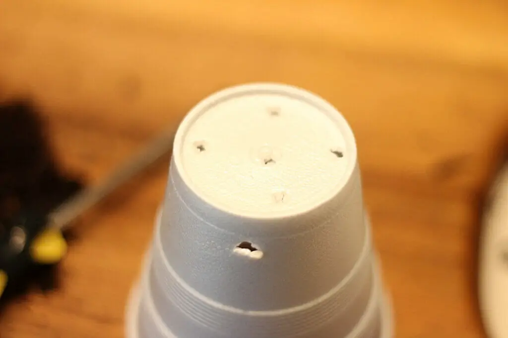 drainage holes placed in a styrofoam seed pot