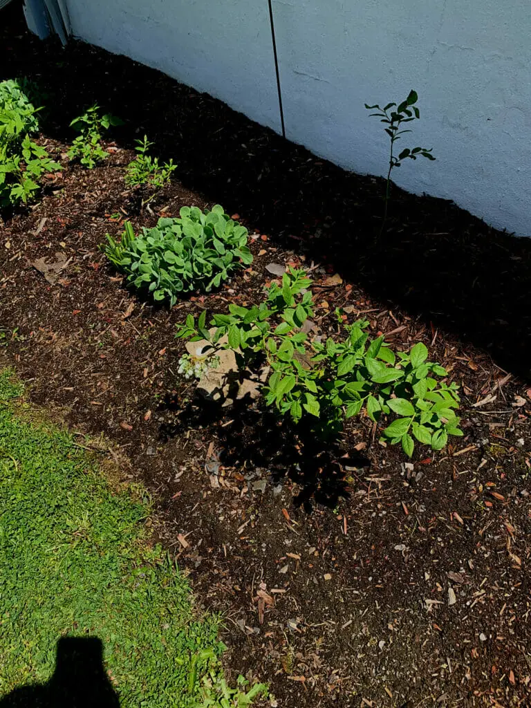 pruned blueberry and raspberry plants