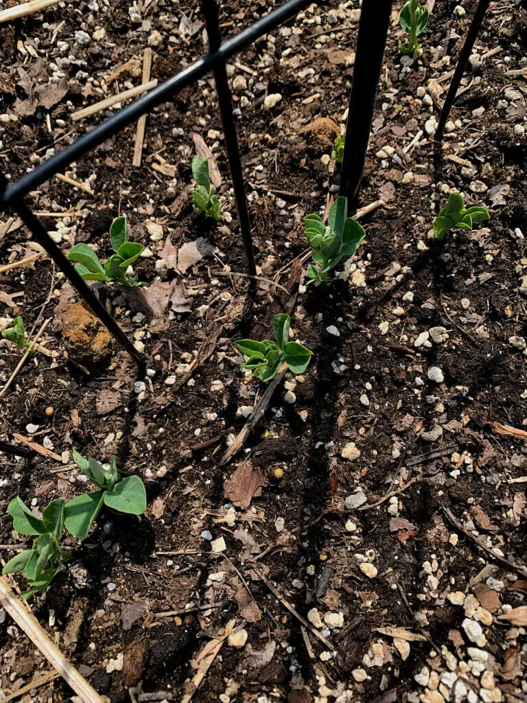peas planted in an early spring garden