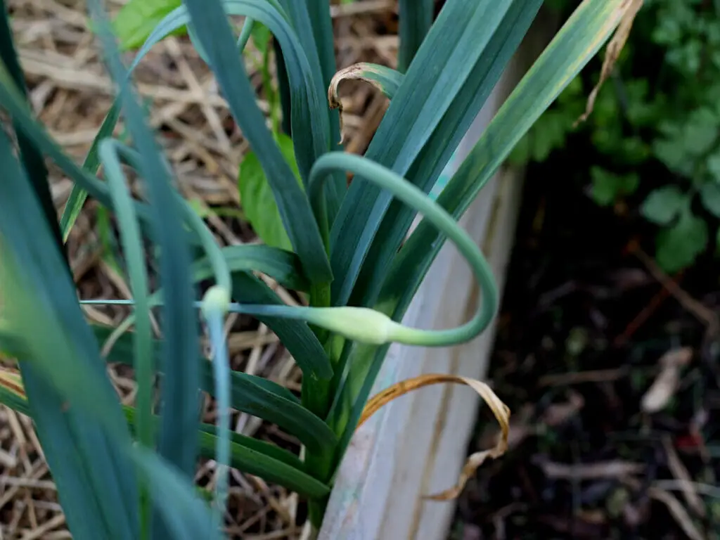 garlic scape on a garlic stalk