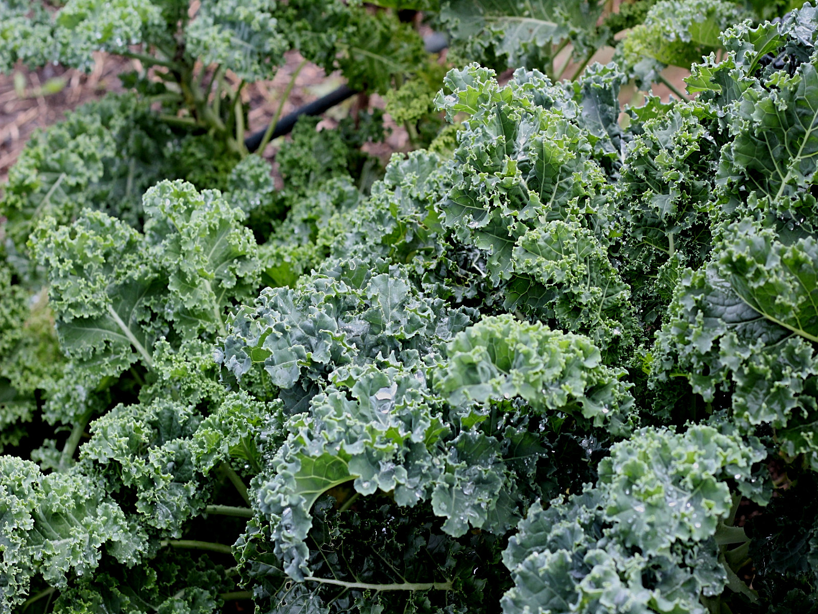 Savoring Autumn's Bounty Growing Fall Vegetables in Zone 5b Dani's
