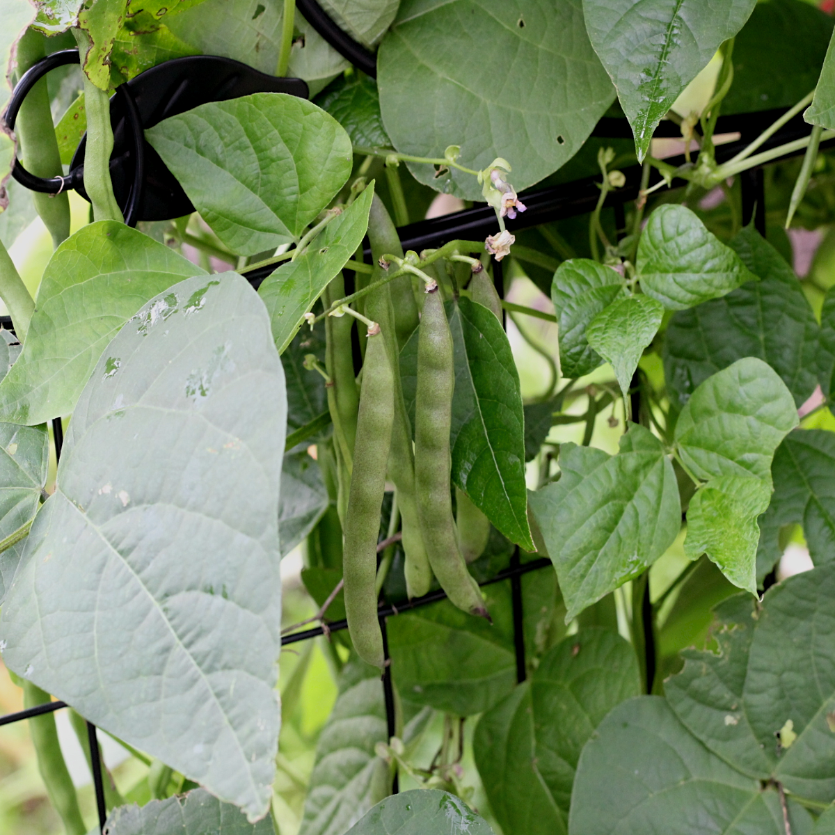 Savoring Autumn's Bounty Growing Fall Vegetables in Zone 5b Dani's