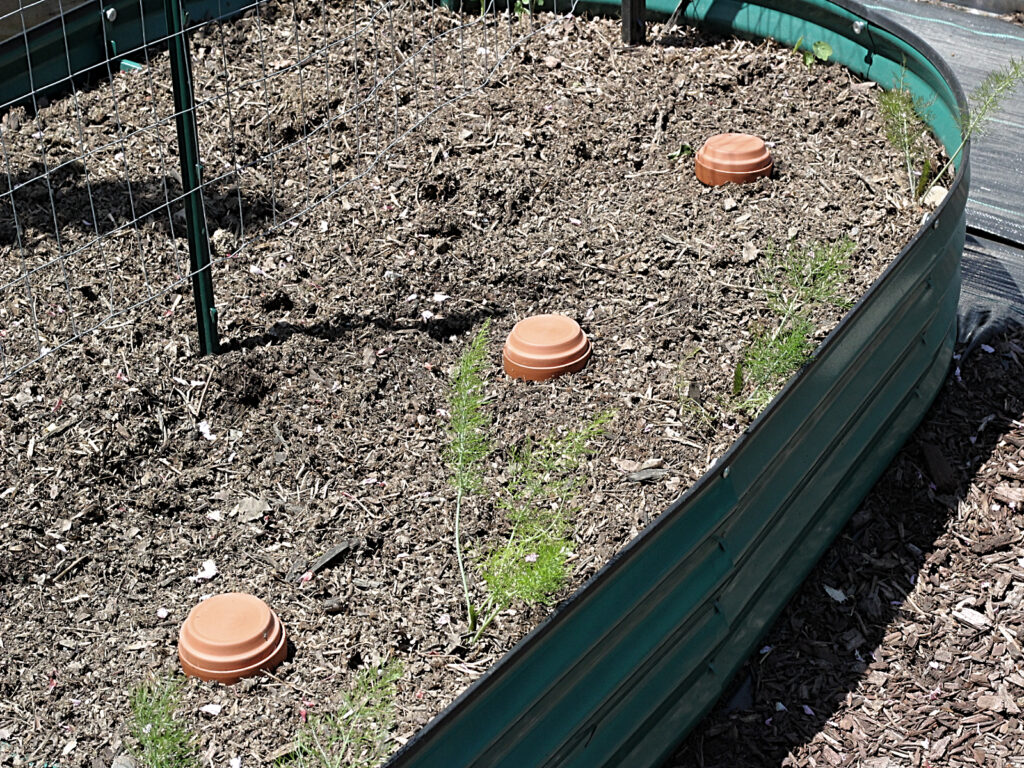 raised bed with terracotta pots buried in the soil