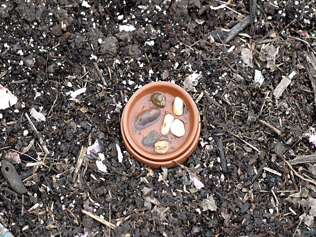 saucer used as a pollinator drinking station