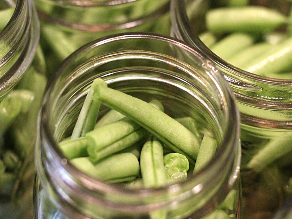 green beans added to clean jars to can the raw pack method
