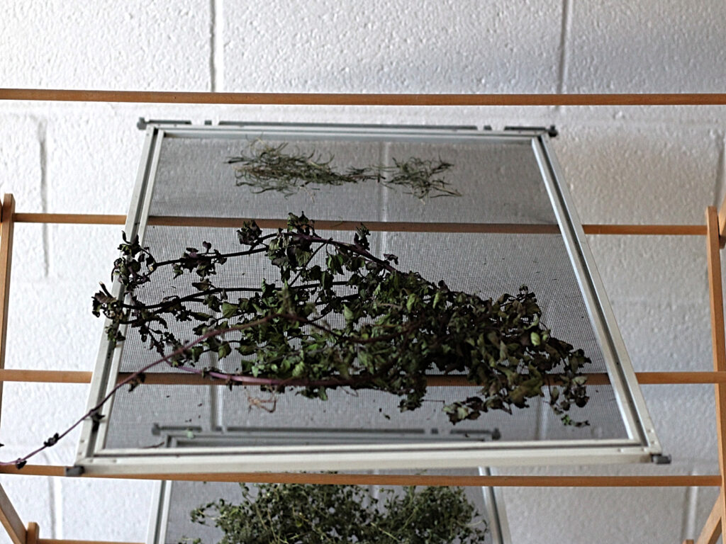 window screen with dried herbs