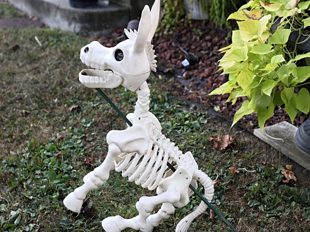 donkey skelly