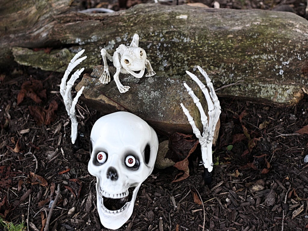 skelly head peaking out from rock