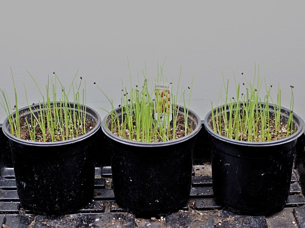 Starting onions from seed and trimmed