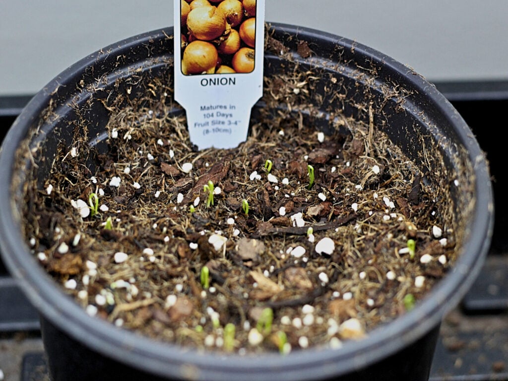 sprouting onion seeds