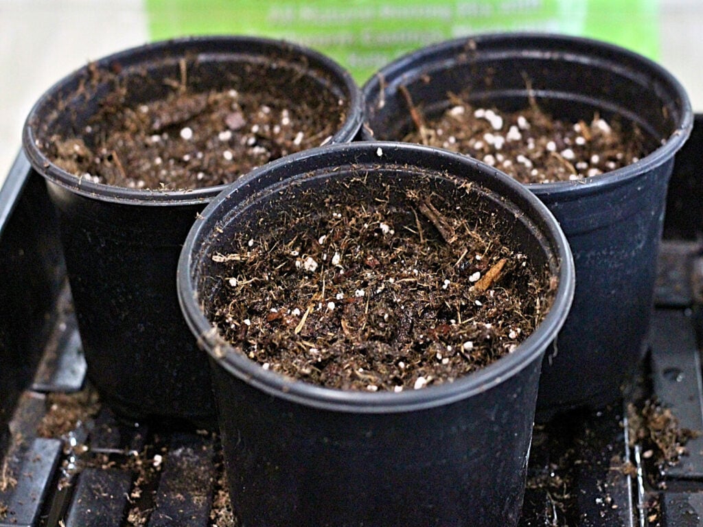 soil ready for starting onions from seed