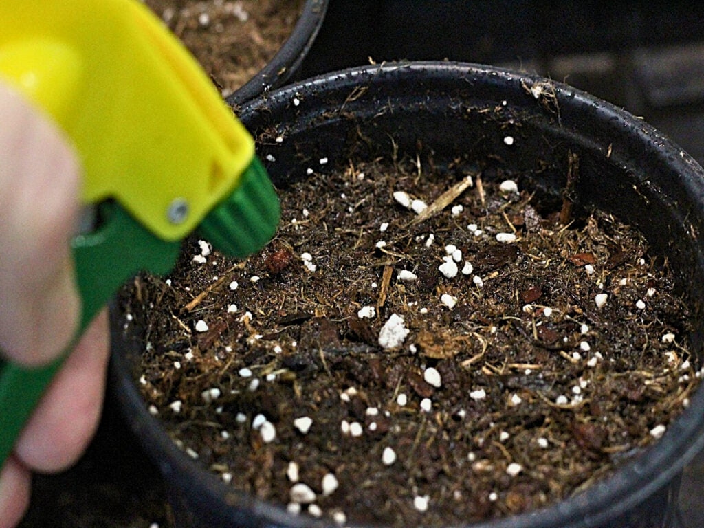 misting soil with water