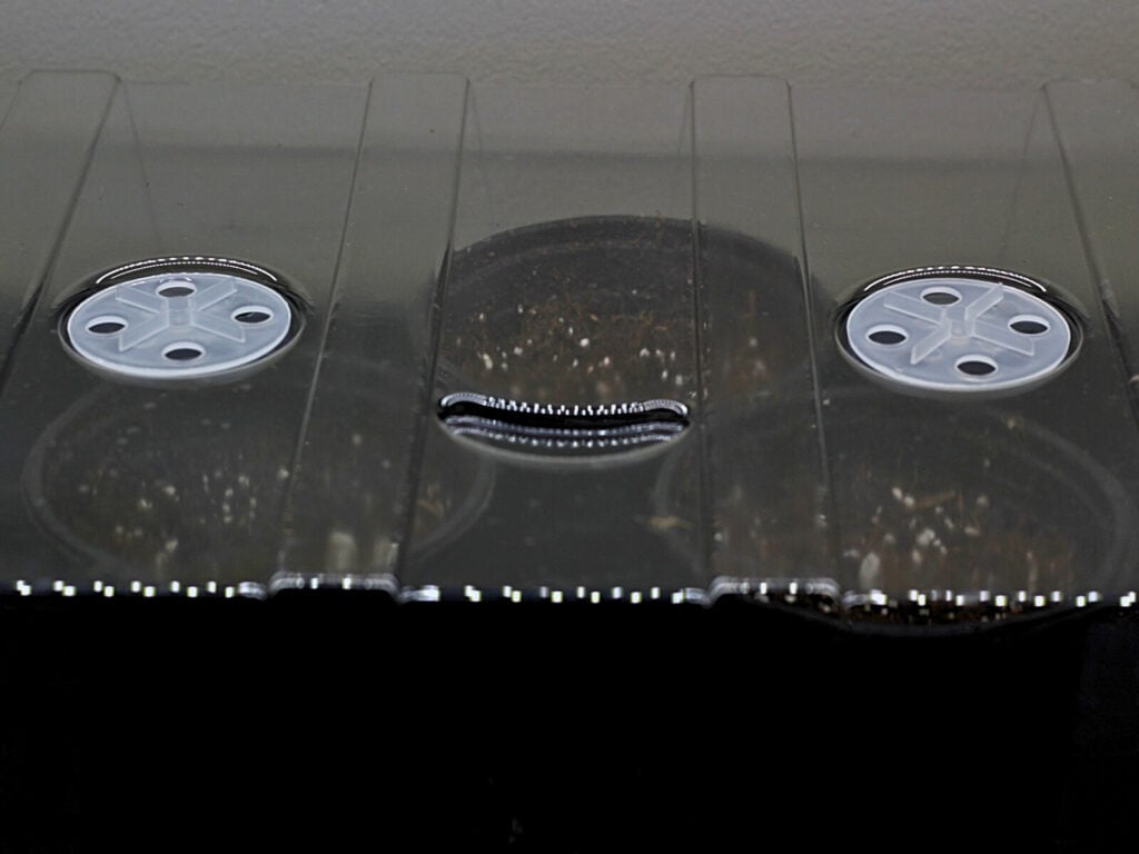 humidity dome covering seed pots