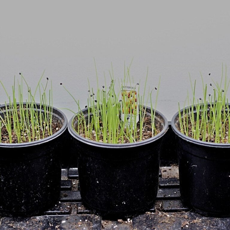 grow onions from seed